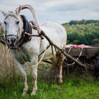 Я маленькая лошадка, мне живется не сладко... :: Натали Виноградова