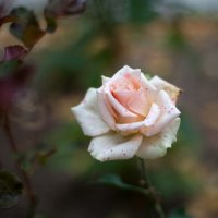 Белая роза :: Александр Андриенко