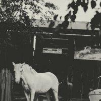 Белая лошадь :: Ксения (zelta) Schirobokova