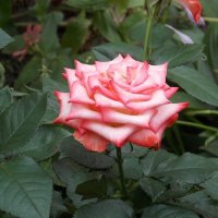 Роза в нашем саду. :: Евгения Мельникова