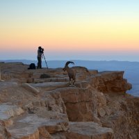 26.03.13 Фотографы и козёл. Неожиданный персонаж внес оживление в ряды. :: Борис Ржевский