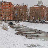 Уточки на р. Березовец. :: Анатолий. Chesnavik.