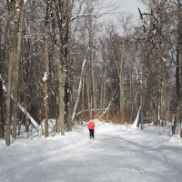 На лыжных трассах января... :: Андрей Заломленков
