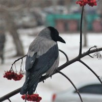 Впередсмотрящая. :: Венера Чуйкова