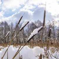 Рогоз :: Александр Крупский