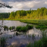 Озеро в тайге :: Николай Гирш
