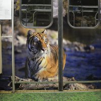 Амурские тигры в Московском метро… :: Наташа *****
