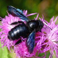 Пчела-плотник фиолетовая Xylocopa violacea :: wea *