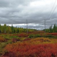 Осени ковёр. :: Леонид Балатский