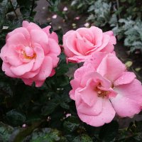 Ботанический сад, Розы :: Маргарита Батырева
