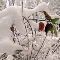 Пушистый снежок :: Вера Щукина