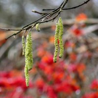 Предвестник весны :: Heinz Thorns