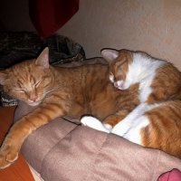 Спят усталые котейки... :: Дмитрий (Горыныч) Симагин