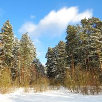 У зимнего леса :: Андрей Снегерёв