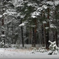 Прогулка в лесу! :: Владимир Шошин