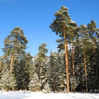 Царство хвойных :: Андрей Снегерёв