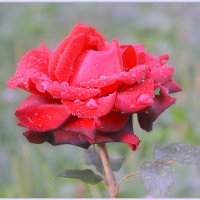 Ах, эта роза с капельками слёз... :: Ольга (crim41evp)