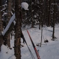 лыжные палки, ёлки и целых пять минут солнца :: sv.kaschuk 