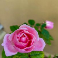 январская роза :: жанна janna