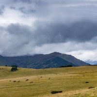 Башталинское плато. Кедрачи :: Виктор Четошников