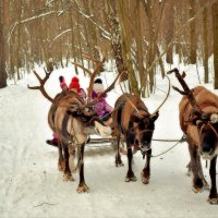 Помпоны возвращаюся. :: Татьяна Помогалова