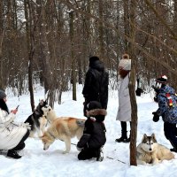 Общение с ездовыми собаками. :: Татьяна Помогалова