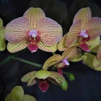 Мои орхидеи :: Ольга 