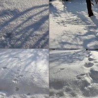 Следы на снегу :: Heinz Thorns