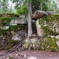 дерево и камни :: Константин Шабалин