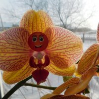 Фея-орхидея :: Ольга 