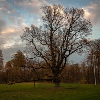 дуб солитер . Гатчинский парк :: Лариса Крышталь 