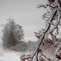 Ледяная красота :: Людмила Гулина