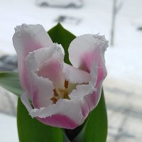 Нежный тюльпан :: Yulia Raspopova