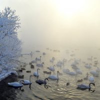 Под морозным солнцем января :: Татьяна Лютаева