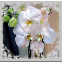 Как прекрасны орхидеи! :: Ольга Довженко