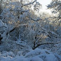 Мороз в январе :: Сергей Курников