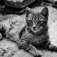 Уличный кот :: Александр 
