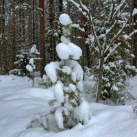 В снежном лесу. :: Александр Алексеенко