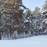 Деревья в снегу :: Александр Синдерёв