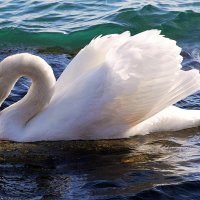 Безмятежно-серебристый лебедь белый :: Ольга (crim41evp)