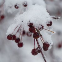 Снежная ягода :: Данил Агеев