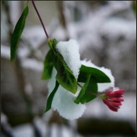 Зима убила цветок каприфоли :: Маргарита 