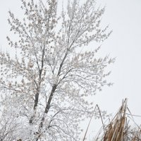 Снежные лепестки :: ЕРБОЛ АЛИМКУЛОВ