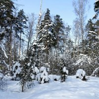 Снежный февраль. :: Милешкин Владимир Алексеевич 