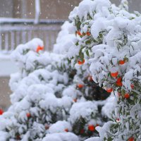 В Афинах снег. (16.02.2021) :: Оля Богданович