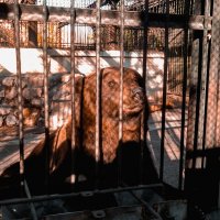 Чимкентский Медведь :: ЕРБОЛ АЛИМКУЛОВ
