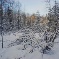 В зимнем лесу :: Андрей K.
