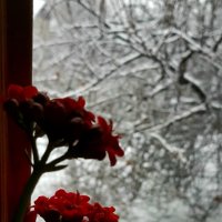 А за окном зима, зима, зима! :: Наталья (D.Nat@lia)