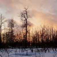 Закат в лесу :: Raduzka (Надежда Веркина)