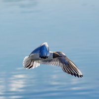 Чайка над гладью озера :: Анатолий Клепешнёв